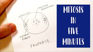 Mitosis in 5 Minutes  Drawing and Labeling Diagram Tutorial [upl. by Burty]