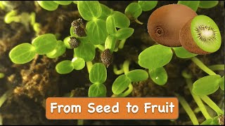 How to Grow Kiwi from Seed at Home [upl. by Amir]