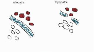 Biology Allopatric vs Sympatric Speciation [upl. by Sucrad]