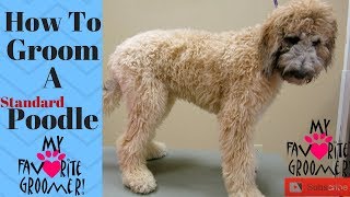 How to Groom Standard Poodle [upl. by Schaumberger]