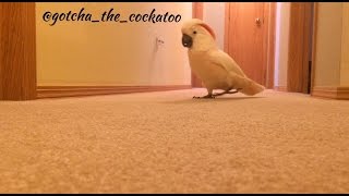 Crazy Cockatoo is running and yelling in the hallway again 😂 [upl. by Gavriella]