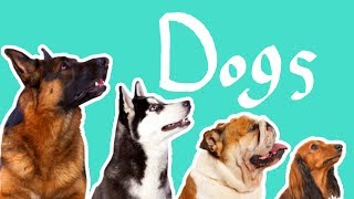 15 Dog Breeds  Dogs for Kids [upl. by Gregory]