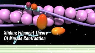 Sliding Filament Theory Of Muscle Contraction Explained [upl. by Xirtaeb458]