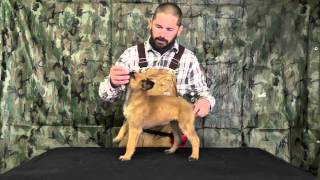 Malinois Puppy Training Lesson One [upl. by Dlorad]