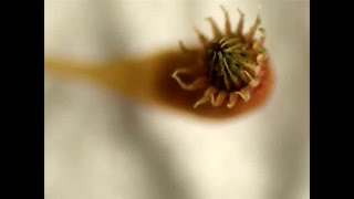 Moss Releasing Spores [upl. by Mott]