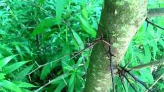 Edible tree  honey locust [upl. by Retxab108]