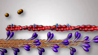 Structure of Contractile Proteins [upl. by Mailand909]