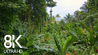 Incredible Jungle Sounds 8K  Exotic Birds Singing in Tropical Rainforest 8 HOURS  Part 1 [upl. by Enelhtac943]