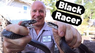 Florida Southern Black Racer Common black snake Coluber constrictor priapus [upl. by Maje424]