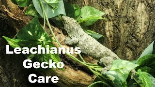 Leachianus Gecko Care [upl. by Suirtemed875]