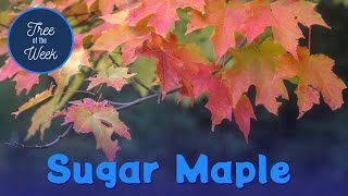 Tree of the Week Sugar Maple [upl. by Chasse228]