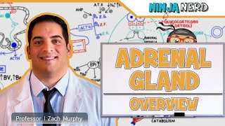 Endocrinology  Adrenal Gland Overview [upl. by Gunter]