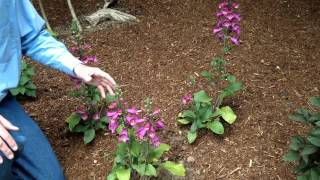 Digitalis purpurea  Foxglove  Landscape and Garden Flowers [upl. by Emmi628]