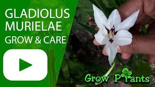 Gladiolus murielae  grow amp care Abyssinian gladiolus [upl. by Dam381]