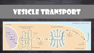 Vesicle Transport within Cells  Cell Biology [upl. by Maharva]