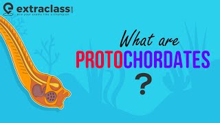 What are Protochordates  Biology  Sub Phylum of Chordata  Animal Kingdom  Protochordata [upl. by Ling]