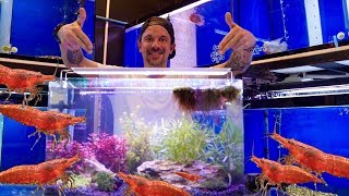 TUTO UN AQUARIUM FACILE POUR CREVETTES   TOOPET [upl. by Airamahs]