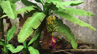 ABC TV  How To Make Banana Tree From Crepe Paper  Craft Tutorial [upl. by Deloria]