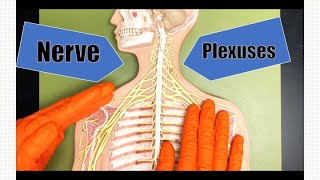 Nerve Plexuses [upl. by Kahl]