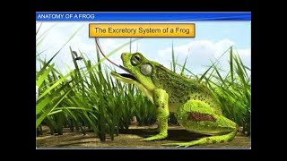 CBSE Class 11 Biology  Anatomy of Frog  By Shiksha House [upl. by Mieka]