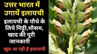 How to grow Cardamom In north india [upl. by Nashom]