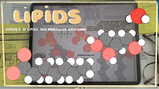 Lipid Categorization Glycerolipids Phospholipids amp Sphingolipids [upl. by Westphal300]