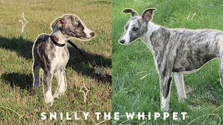 Meet Snilly Whippet Puppy to 1 Year Old [upl. by Frankie]