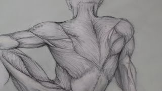 Figure Drawing Lessons 68  Anatomy Drawing For Artists  Drawing Human Anatomy [upl. by Jestude872]