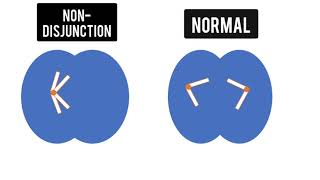 Alteration of Chromosome Number and Structure [upl. by Denae]