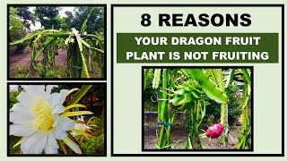 Eight Reasons Why Your Dragon Fruit Plant Is Not Fruiting or Not Producing As Much As It Should [upl. by Aiym]