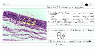 Pseudostratified ciliated columnar epithelium [upl. by Riocard242]