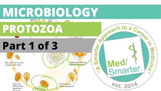 Protozoa  Microbiology  USMLE STEP 1  Part 1 of 3 [upl. by Cyd288]