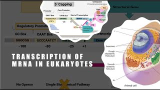 Transcription In Eukaryotes [upl. by Brandea]