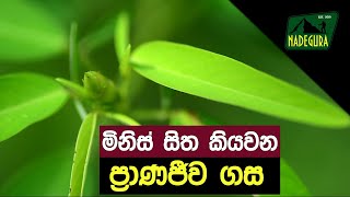 ප්‍රාණජීව  ප්‍රාණ ජීව  Dancing plant  Telegraph Plant  Codariocalyx motorius  Pranajeewa Tree [upl. by Grati]