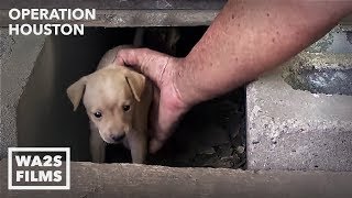 Houston Dog Rescuers Save Homeless Puppies From Under House  Hope For Dogs [upl. by Gipps]