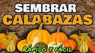 Cómo Sembrar Y Cultivar Calabaza o Zapallo ▶ RÁPIDO y Fácil [upl. by Medor122]