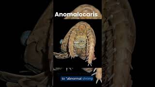 Anomalocaris [upl. by Kling]