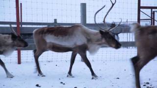 Are Reindeer Real We Found Some [upl. by Liddie]