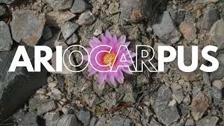 5 Tipos de ARIOCARPUS [upl. by Atniuqal]