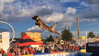 Belgian Malinois Amazing Athlete [upl. by Morrell]