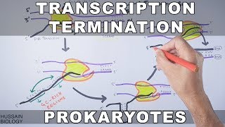 Transcription Termination in Prokaryotes [upl. by Lesser]