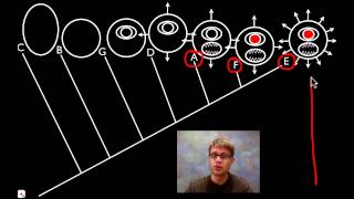 Cladograms [upl. by Grimbal503]