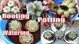 HOW TO Root Pot and Water NEW SUCCULENTS [upl. by Callean]