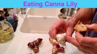 Eating Canna Lily Rhizome [upl. by Rocray]