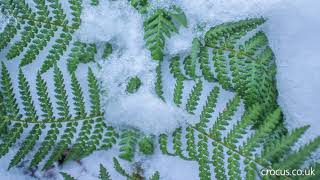 Protecting a tree fern for winter [upl. by Frolick]