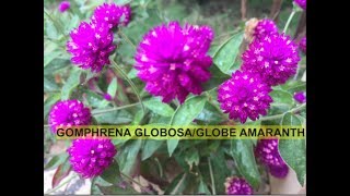 HOW TO GROW AND CARE GOMPHRENA GLOBOSAGLOBE AMARANTHBACHELOR BUTTON [upl. by Astrahan]