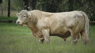 Raza de Ganado Charolais Parte 1 Cap203 [upl. by Grata]