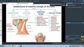 Anterior Triangle of Neck  Dr Ahmed Farid [upl. by Sheela633]