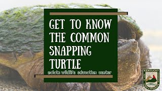 Get to Know the Common Snapping Turtle [upl. by Trubow]