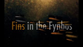 Fins in the Fynbos the hidden struggle of South Africas freshwater fish [upl. by Gottlieb]